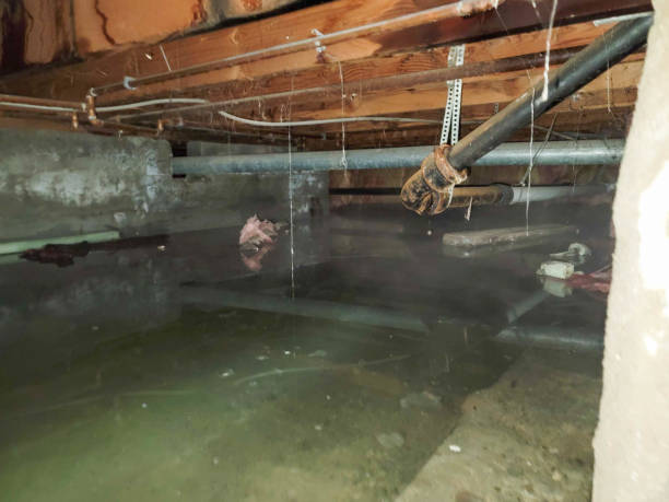 Best Professional water damage repair  in Flowing Wells, AZ